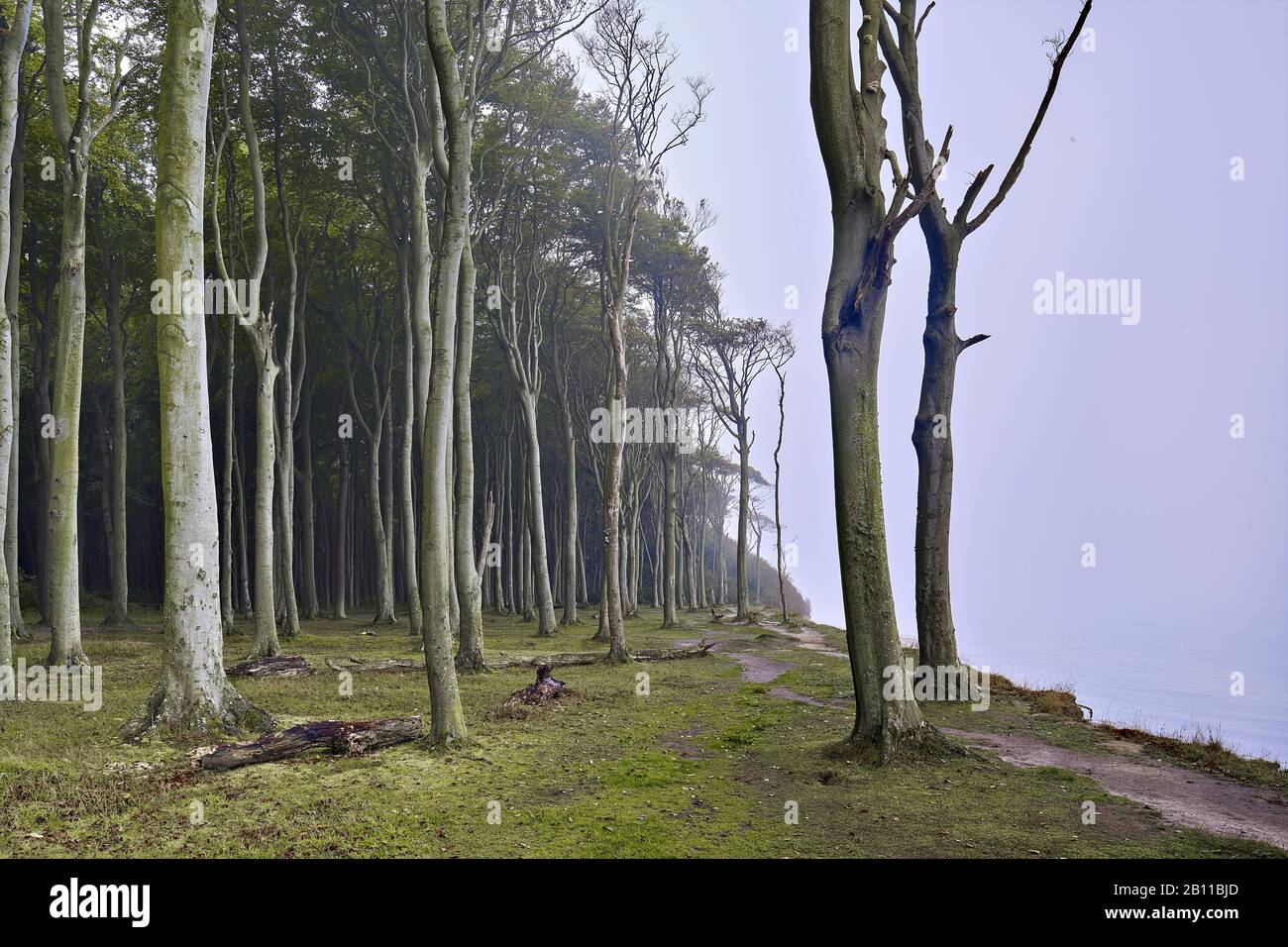 Foresta Fantasma Nienhagen, Ostseebad Nienhagen, Mecklenburg-West Pomerania, Germania Foto Stock