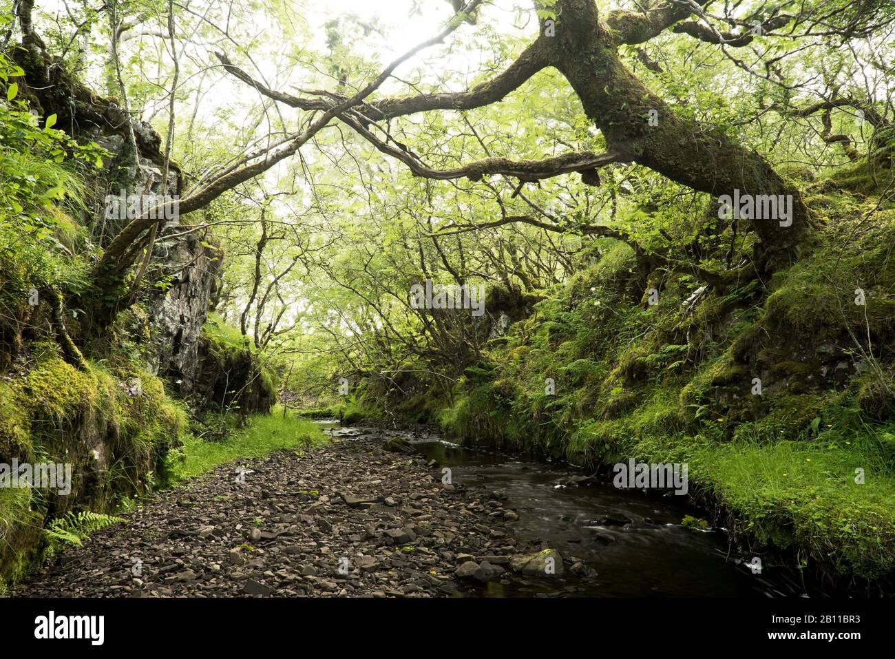 Foresta con alberi a gignarled, Isola di Skye, Scozia, Inghilterra, Regno Unito, Europa Foto Stock