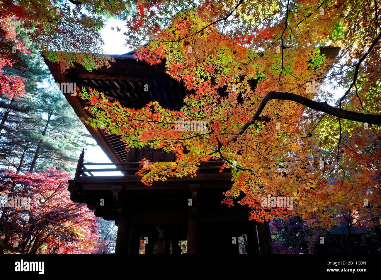 Giappone, Isola di Honshu, Kanto, Tokyo, santuario e giardini in autunno. Foto Stock