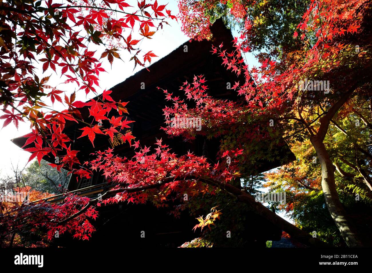 Giappone, Isola di Honshu, Kanto, Tokyo, santuario e giardini in autunno. Foto Stock