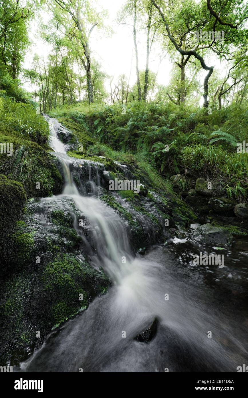Piccola cascata nella foresta, Argyll e Bute, Scozia, Inghilterra, Regno Unito, Europa Foto Stock