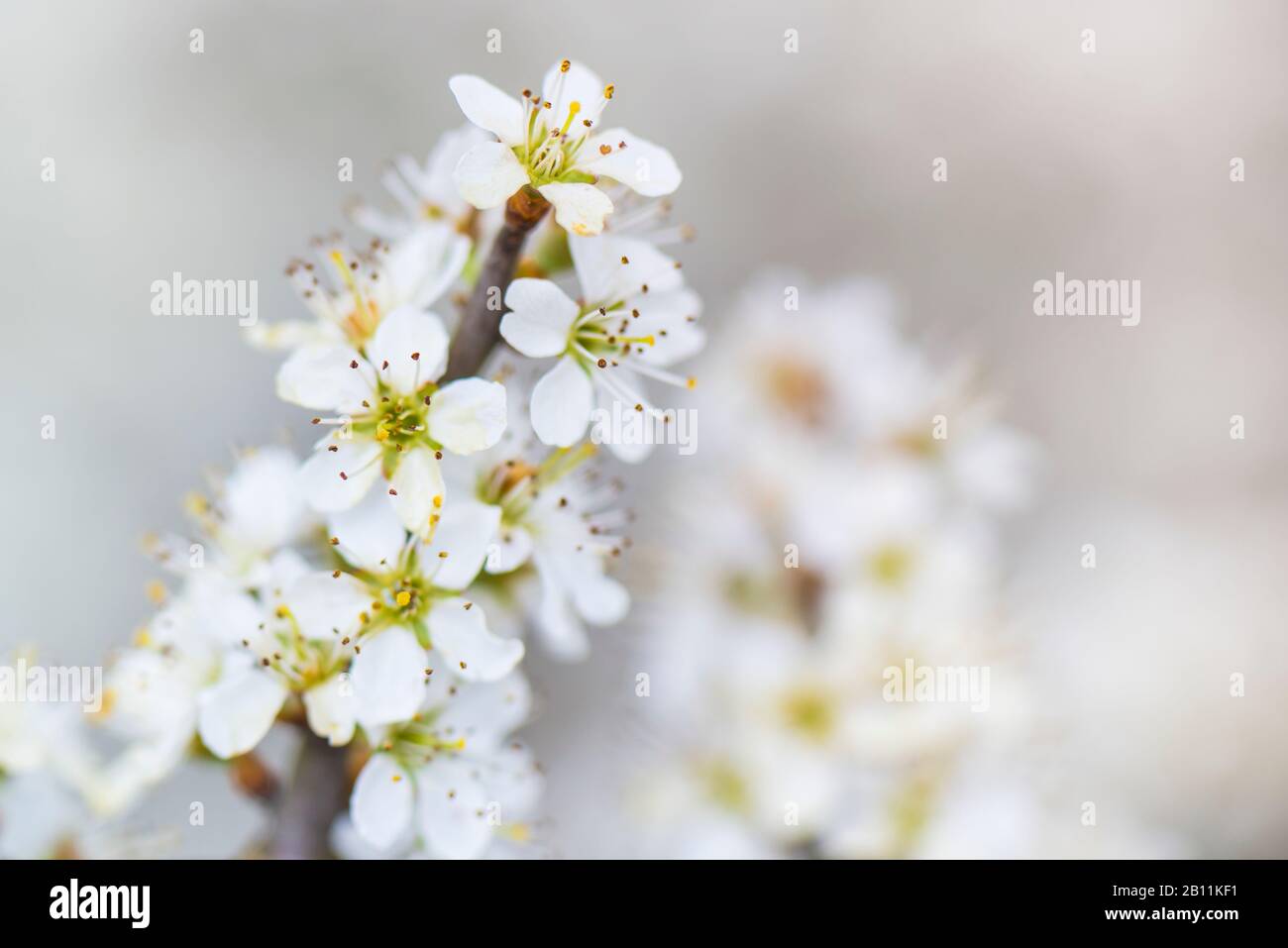 Primavera, fiori di alberi da frutto, ciliegio Foto Stock