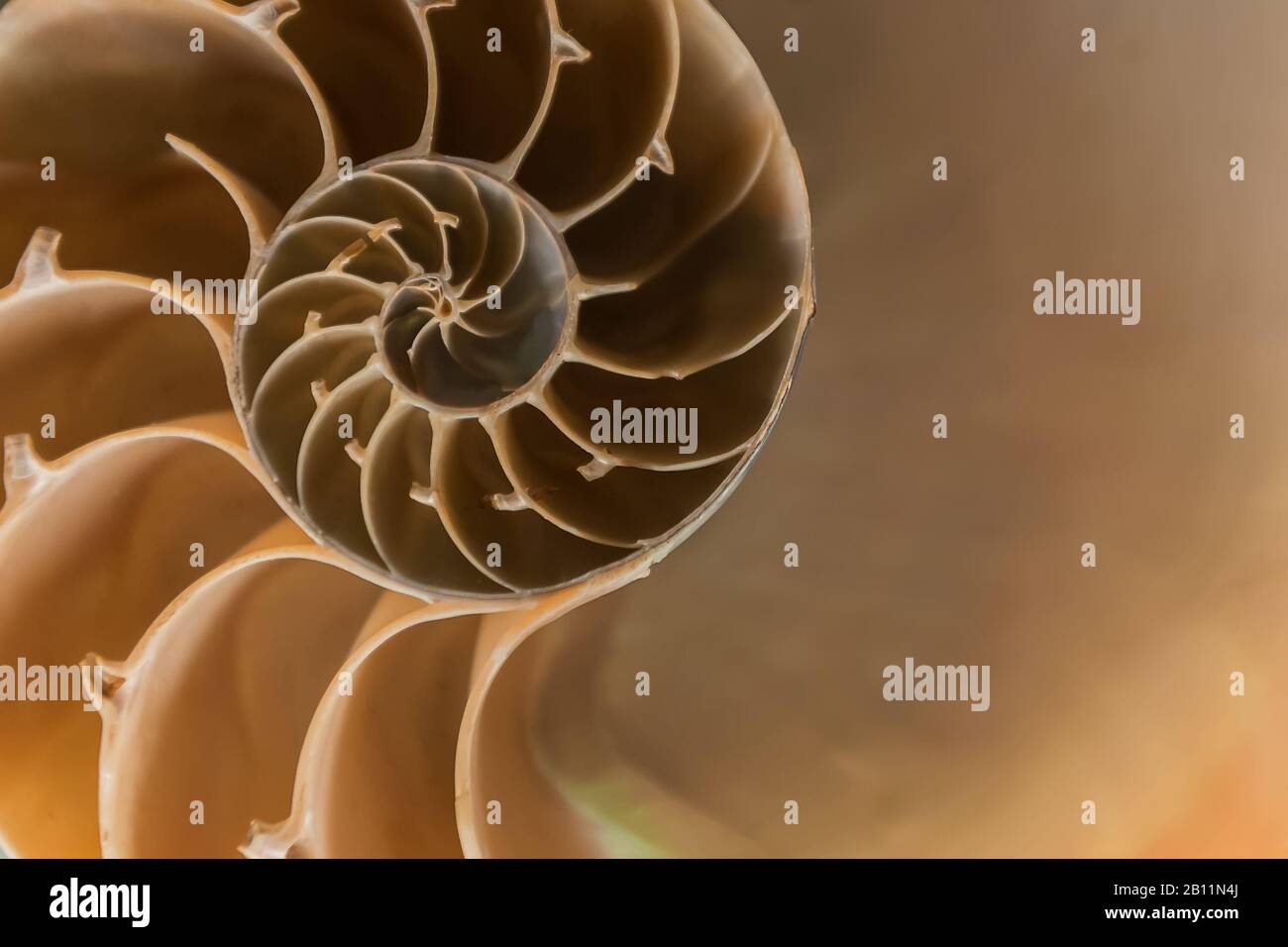 chiudi la sezione della shell nautilus che rivela una spirale logaritmica Foto Stock
