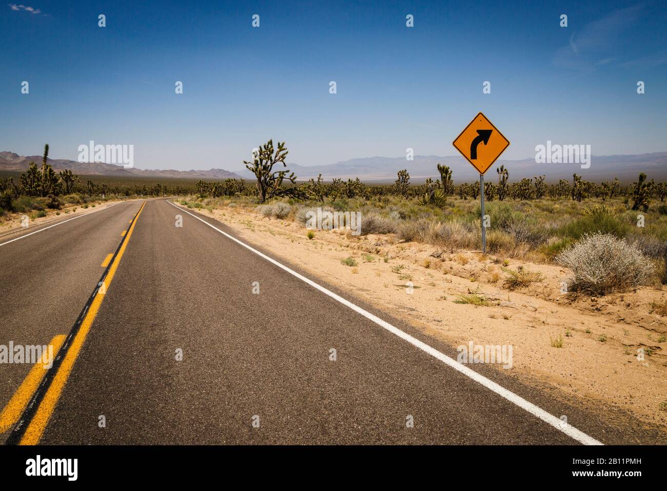 Joshua Trees And Road Nel Deserto Di Mojave, Mojave National Preserve, San Bernardino County, California, Stati Uniti Foto Stock