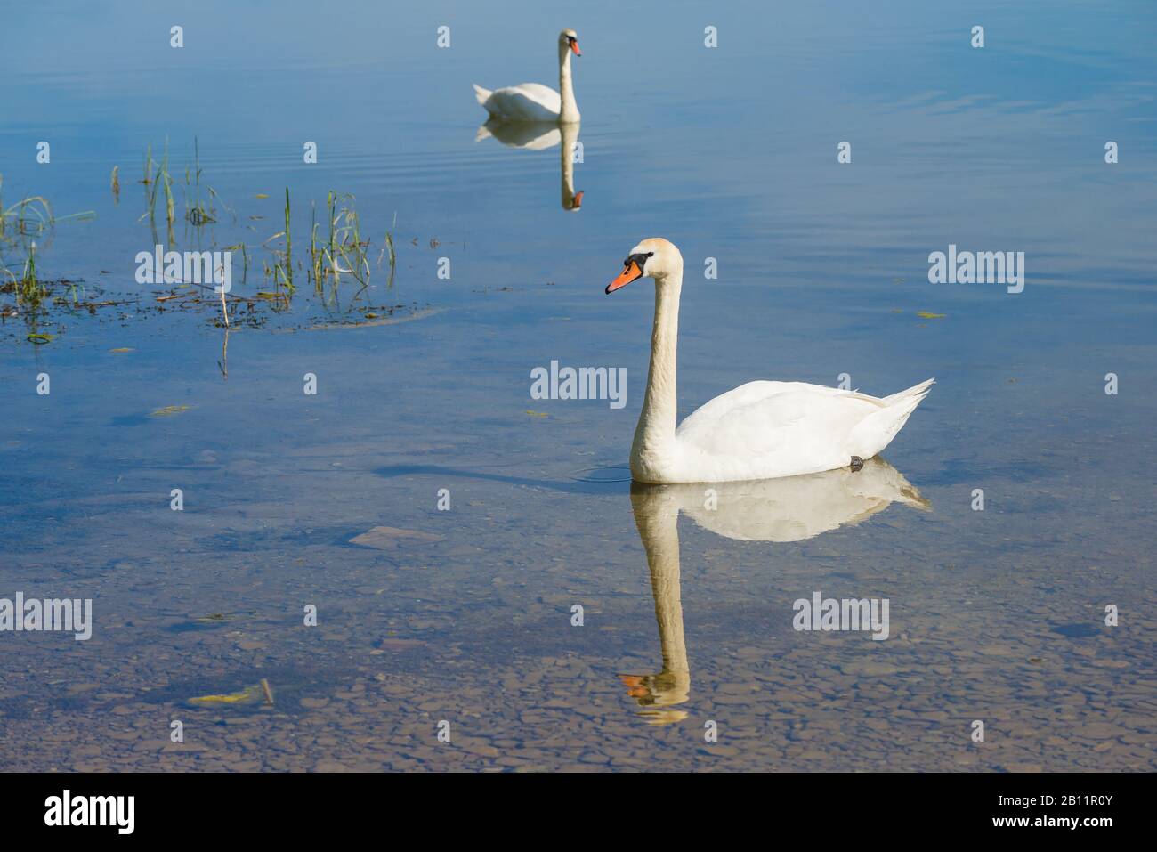 Due cigni in acqua in una giornata di sole Foto Stock