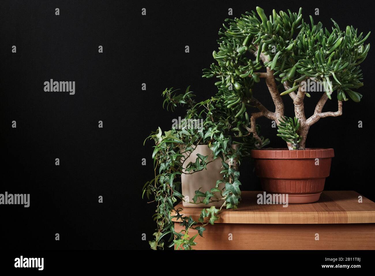 Bonsai con ivy finale piante in vaso indoor Foto Stock
