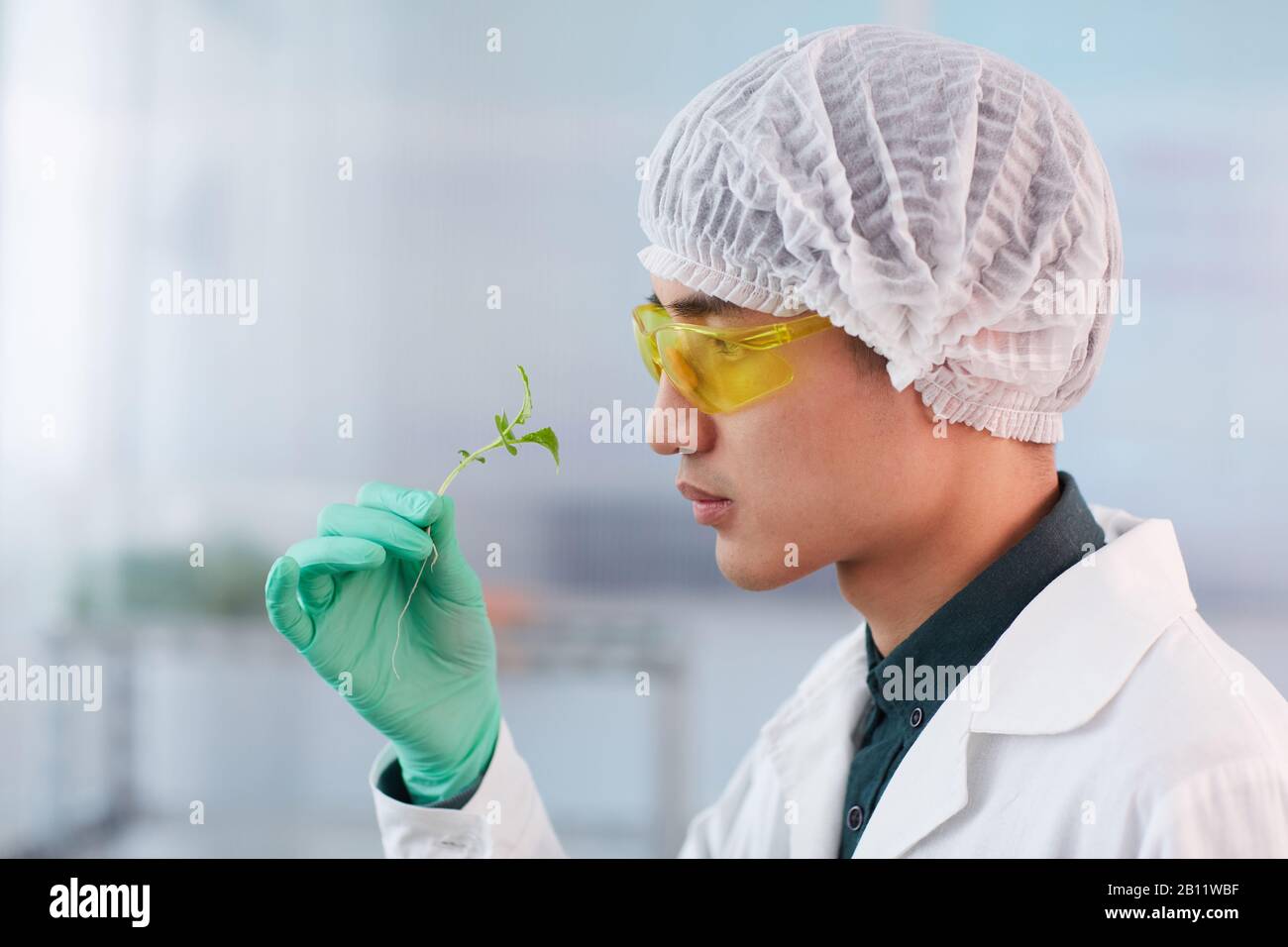 Vista laterale del giovane botanico asiatico in occhiali protettivi che tengono piante verdi e lo guardano Foto Stock