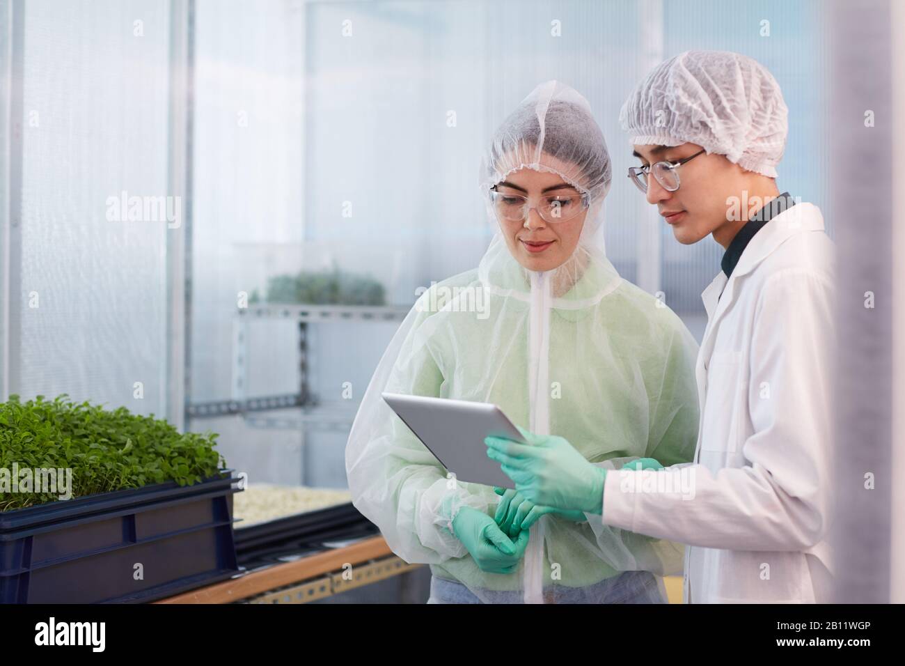 Due scienziati di abbigliamento protettivo che utilizzano tablet digitali mentre lavorano con piante giovani in laboratorio Foto Stock