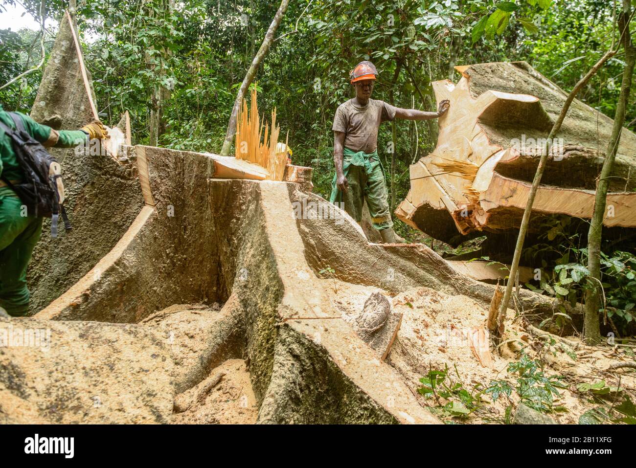 Deforestazione sostenibile nella foresta pluviale equatoriale, Camerun, Africa Foto Stock