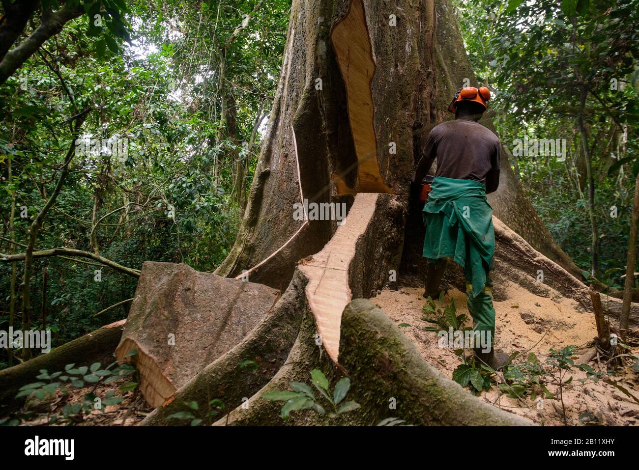 Deforestazione sostenibile nella foresta pluviale equatoriale, Camerun, Africa Foto Stock