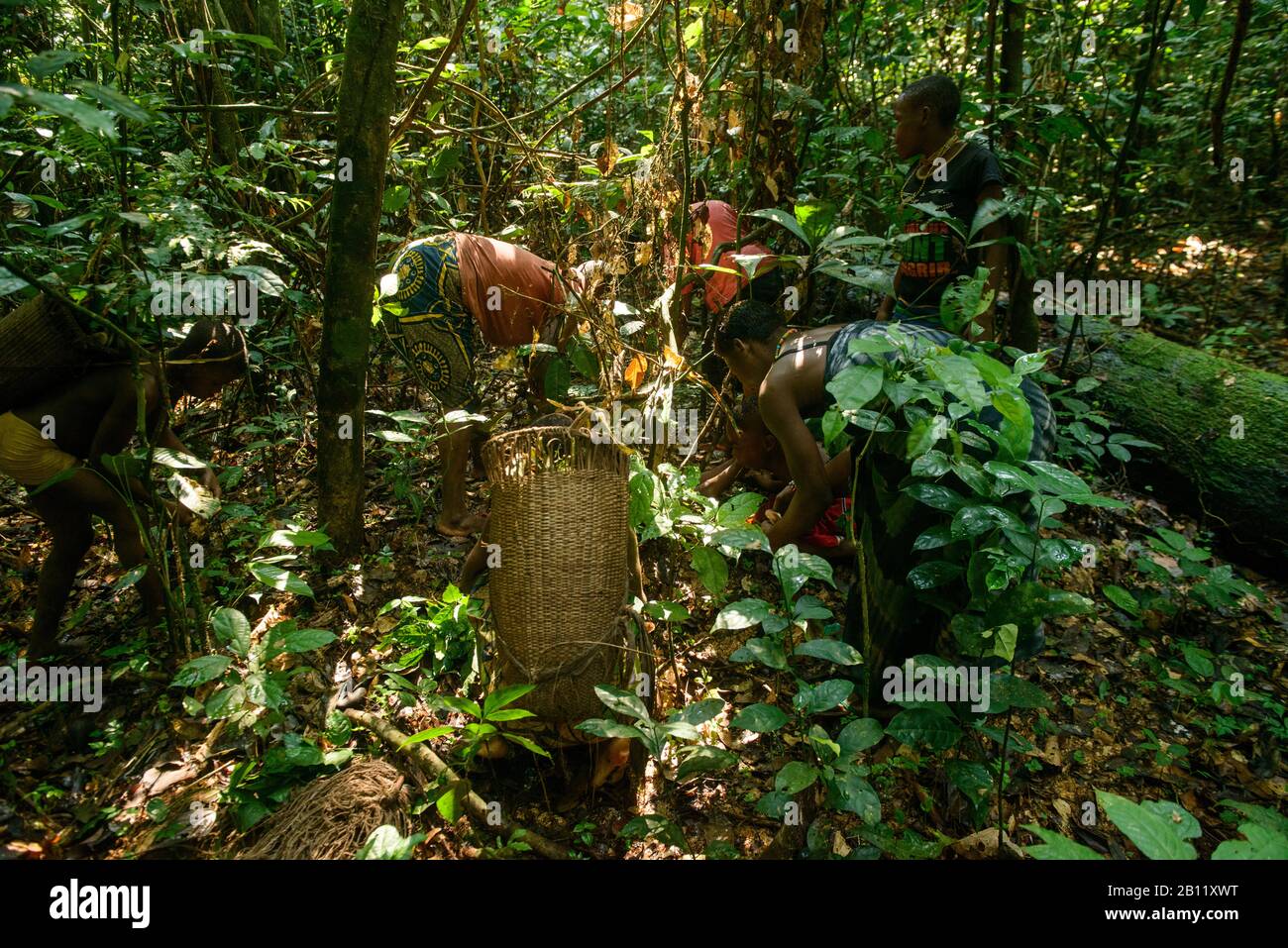 La vita dei Pigmei Bayaka nella foresta equatoriale, Repubblica Centrafricana, Africa Foto Stock