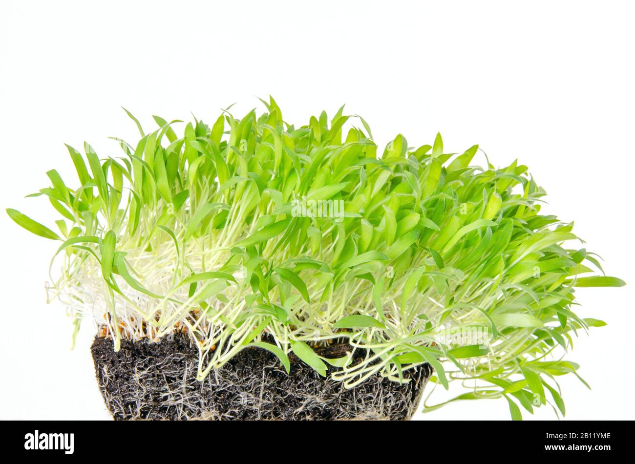 Piantine di miglio marrone e microgreen in composto di invasatura con radici fini. Germogli di Panicum miliaceum, miglio di proso. Germogli, giovani pianta verdi. Foto Stock