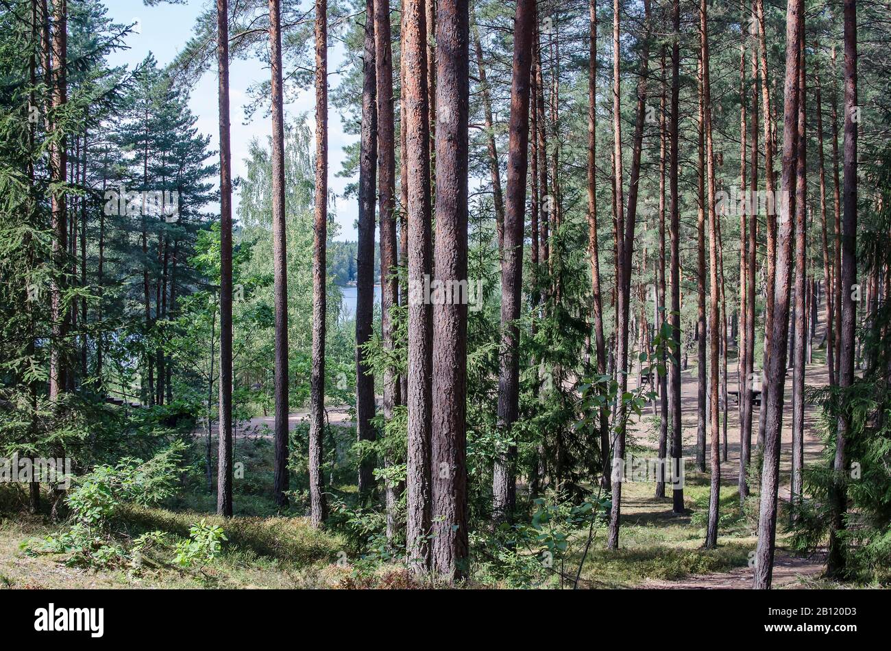 Estate foresta con alberi di pipa, Lettonia. Conifere foresta di alberi Foto Stock