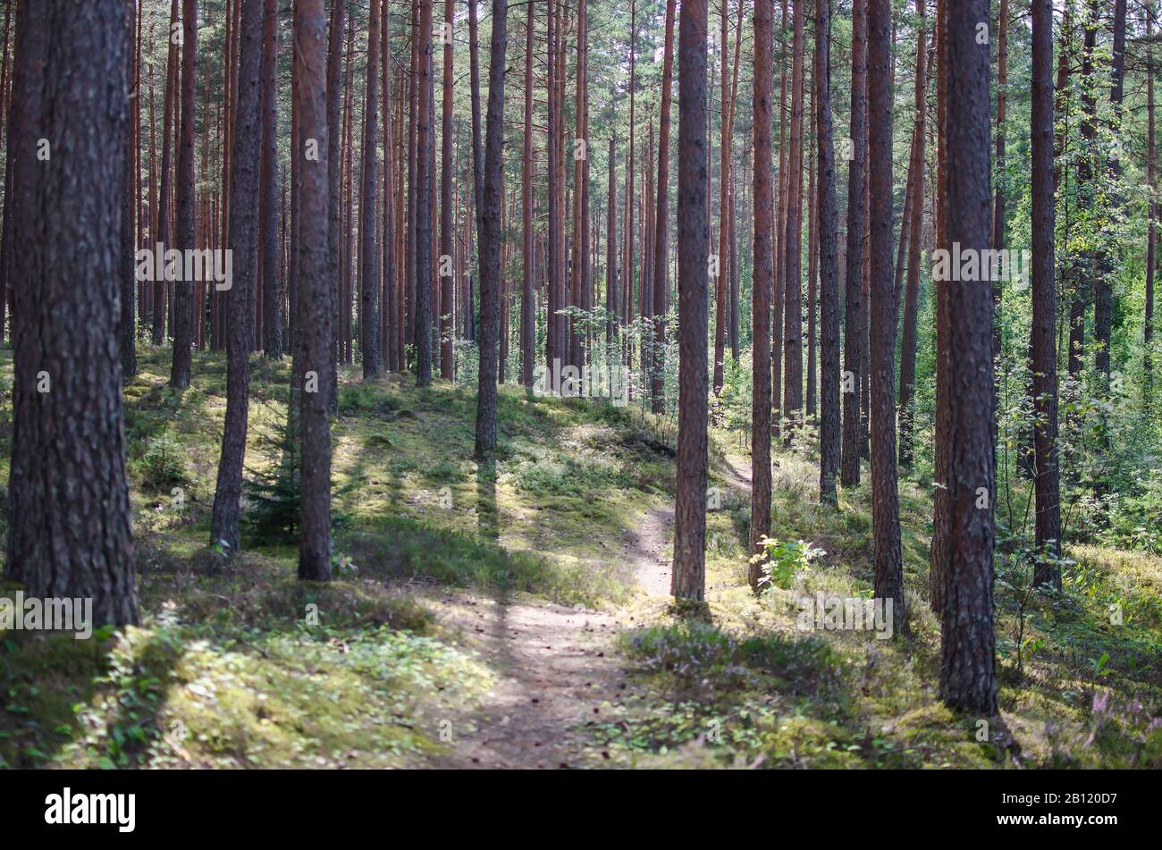 Estate foresta con alberi di pipa, Lettonia. Conifere foresta di alberi Foto Stock