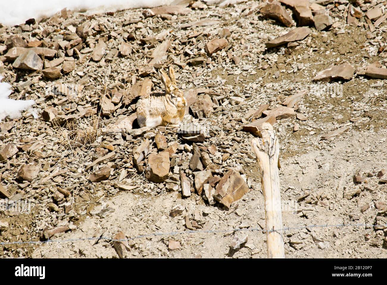 Lepre, Lepus oistolus, Ladakh, Jammu e Kashmir, Himalaya. India Foto Stock