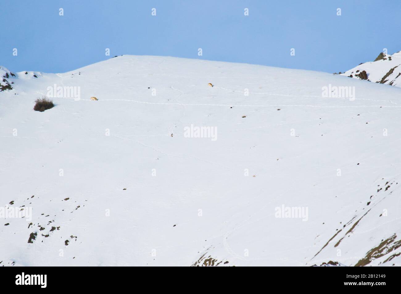 Wolf (Canis lupus) nella valle di Rumbak. Parco nazionale di Hemis. Ladakh, Himalaya. India Foto Stock