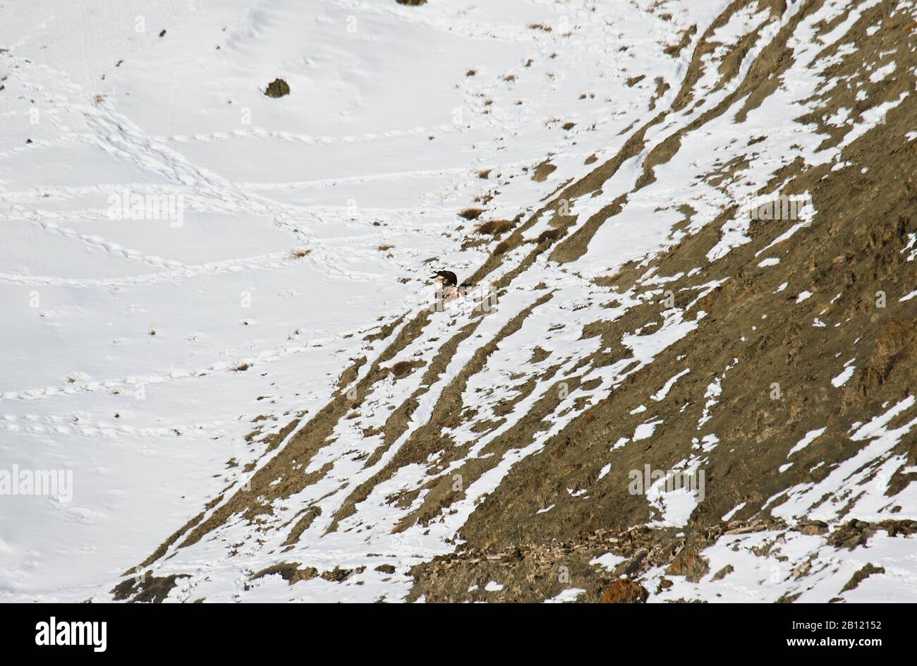 Aquila dorata (Aquila chrysaetos) mangiare nella valle di Rumbak. Hemis National, parco. Ladakh, Himalaya, India Foto Stock