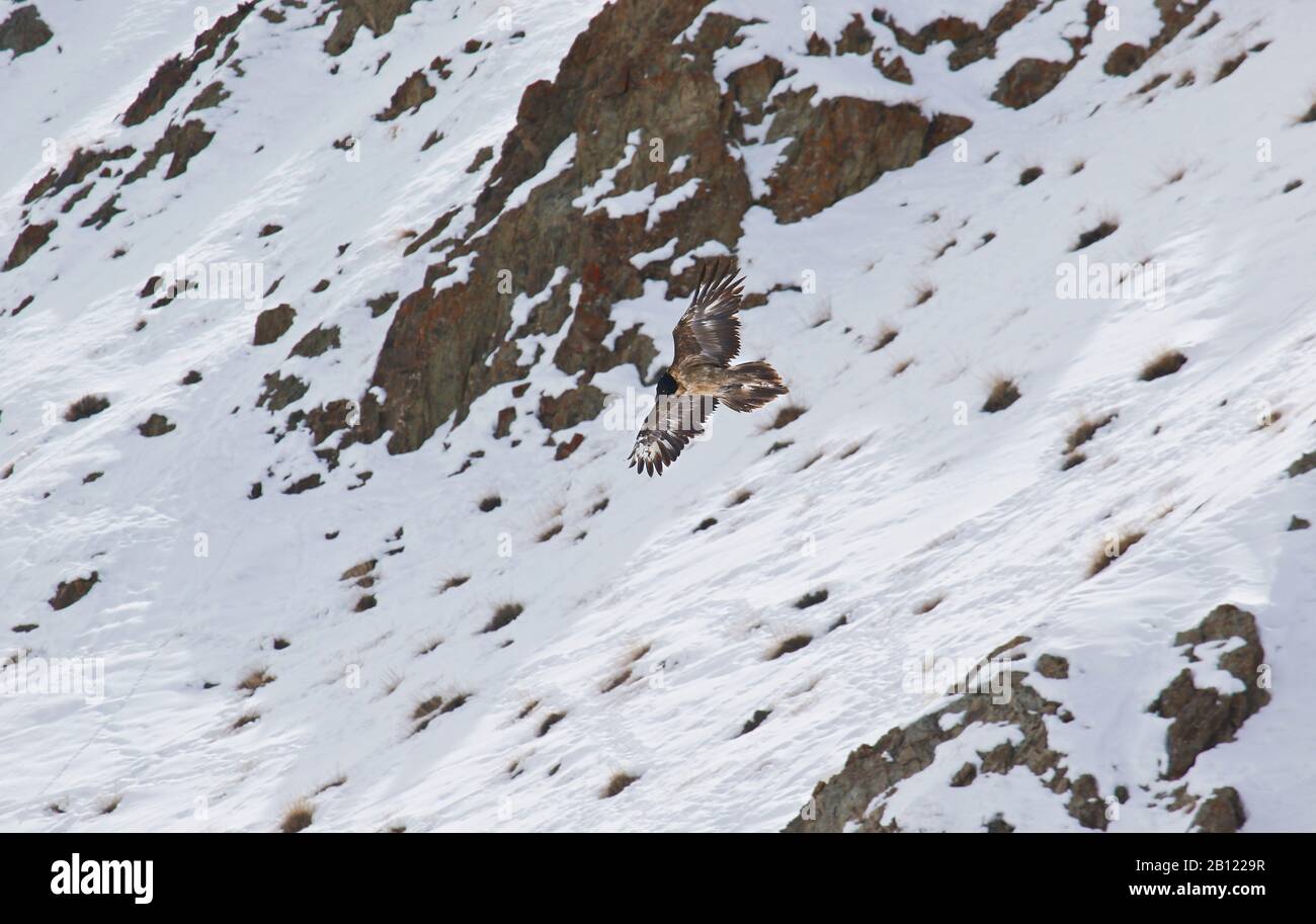 Giovane o inmaturo di Vulture Bearded (Gipaetus barbatus), valle di Rumbak. Parco nazionale di Hemis. Ladakh, Himalaya, India Foto Stock