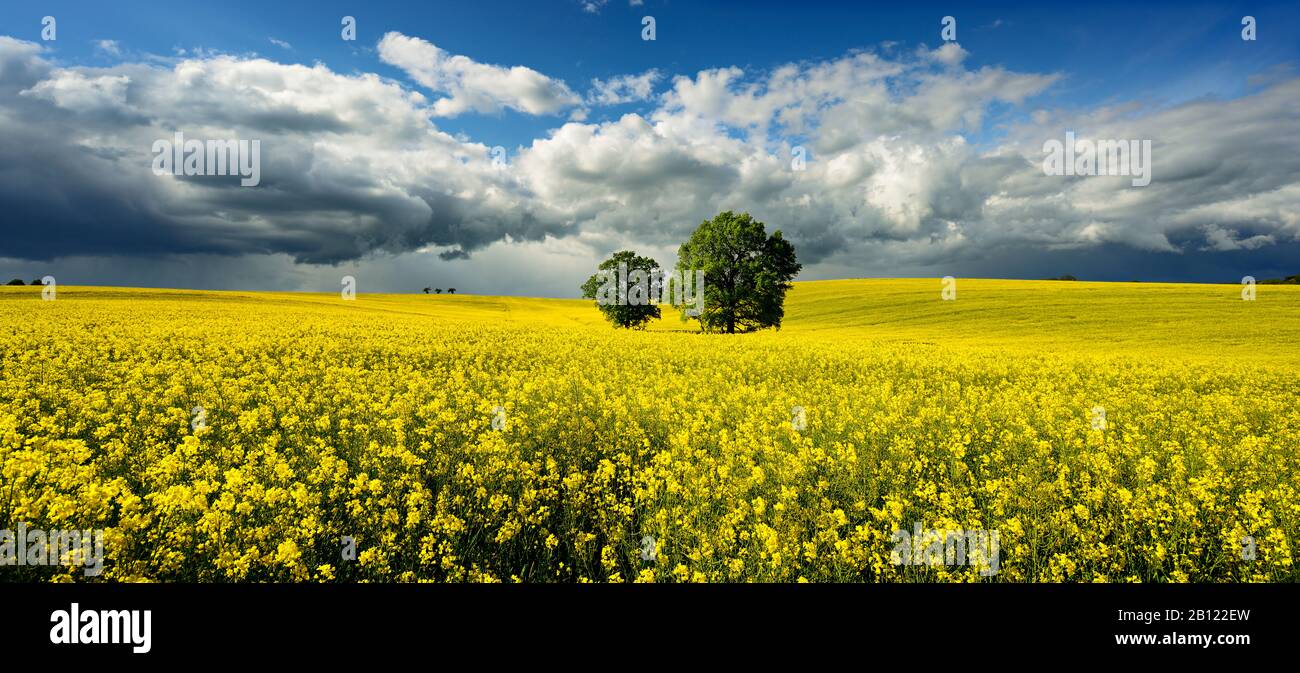 Solitarie querce in fiore campo di colza, tempesta di tuono in arrivo, Sassonia-Anhalt, Germania Foto Stock