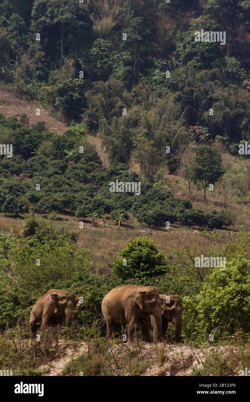 Elephant Nature Park, Chiang Mai, Tailandia Foto Stock