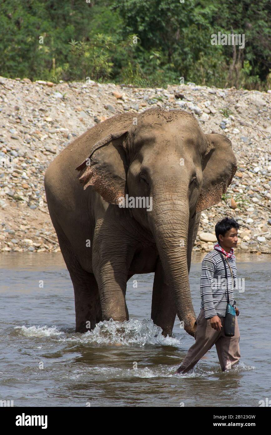 Elephant Nature Park, Chiang Mai, Tailandia Foto Stock