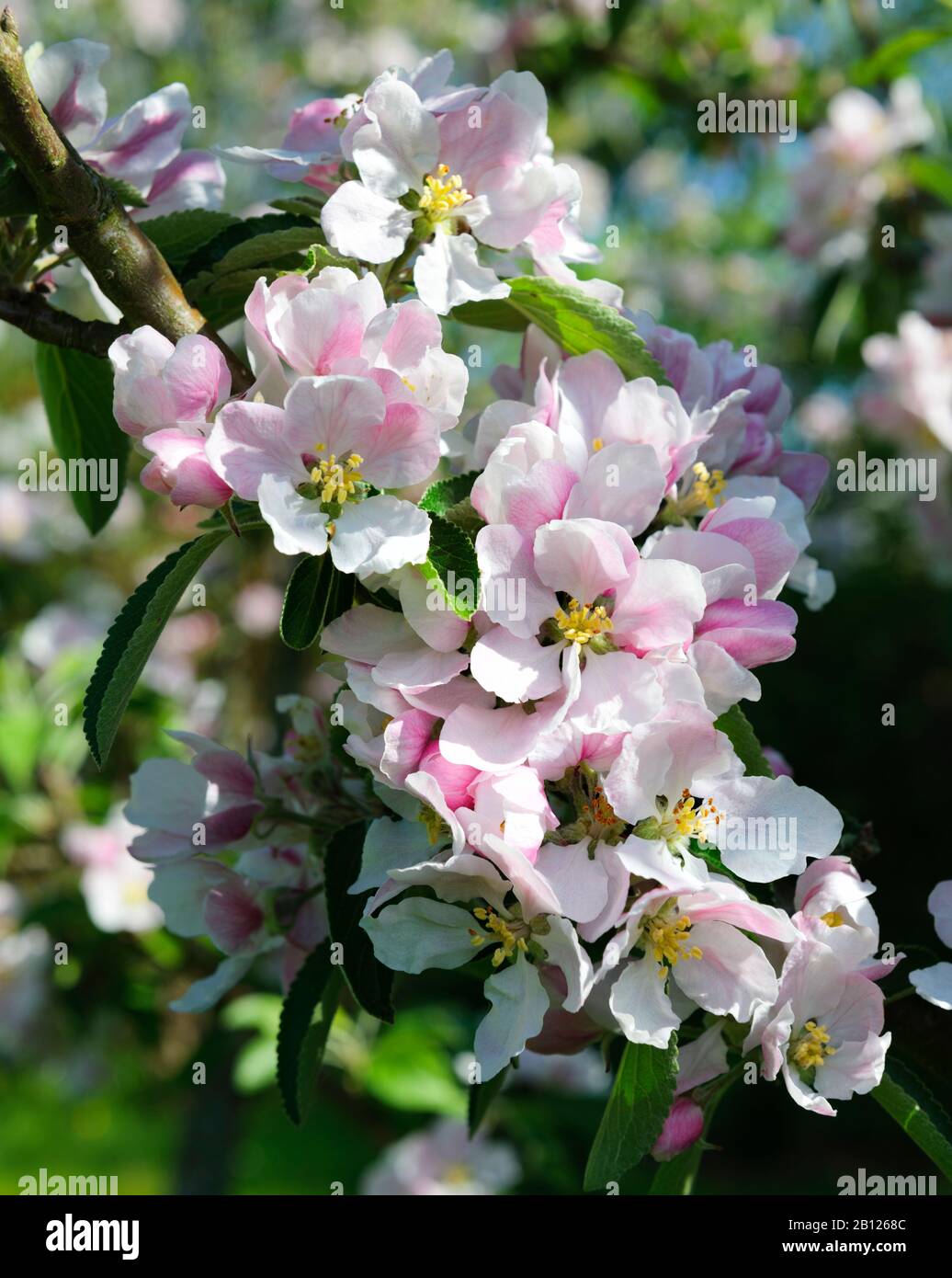Fiore di mela in aprile. Foto Stock