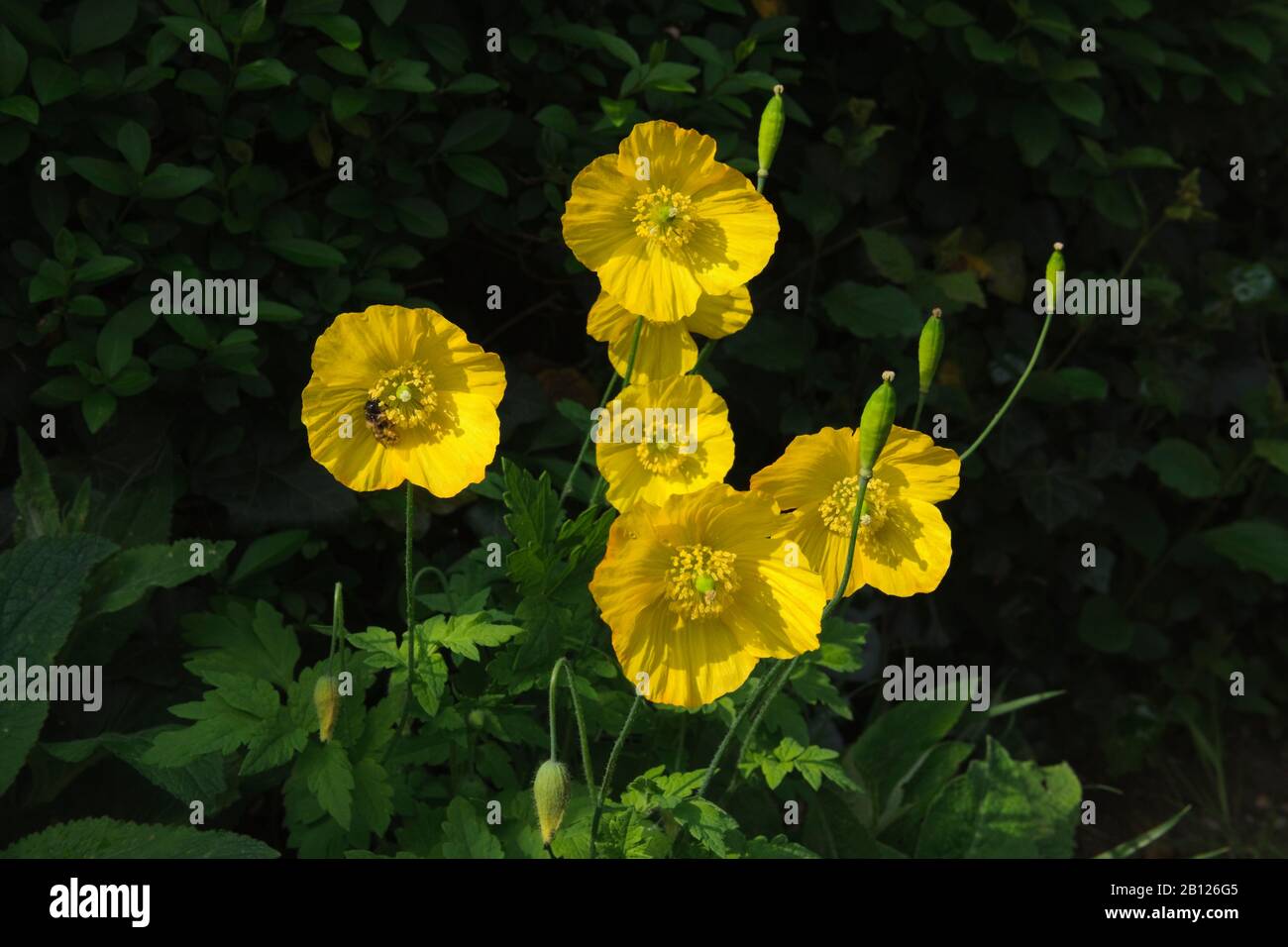 Fiori gialli di papavero gallese, Memonopsis cambrica, nel North Wales Garden dove si autosemina liberamente. Foto Stock