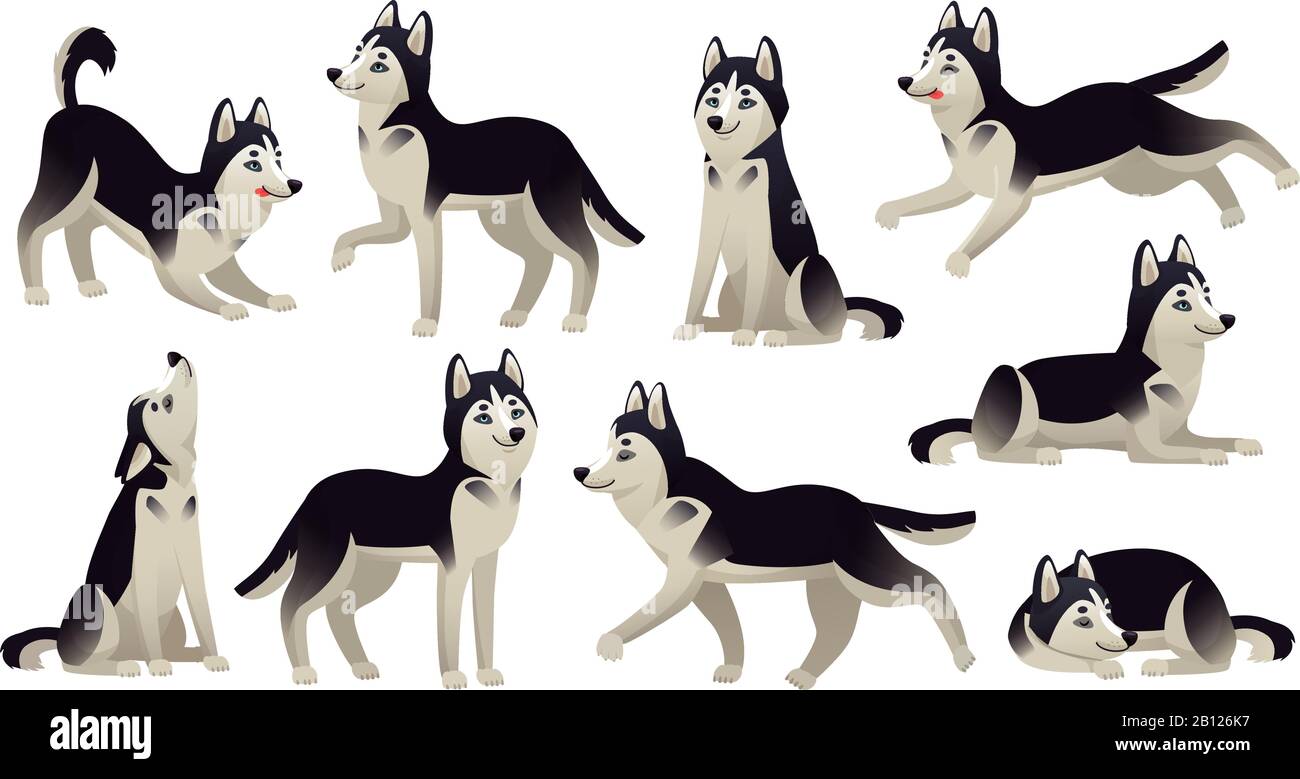Il cane Husky pone. Cartoni animati corsa, seduta e saltando cani. Set di vettori isolati di caratteri animali Husky attivi Illustrazione Vettoriale
