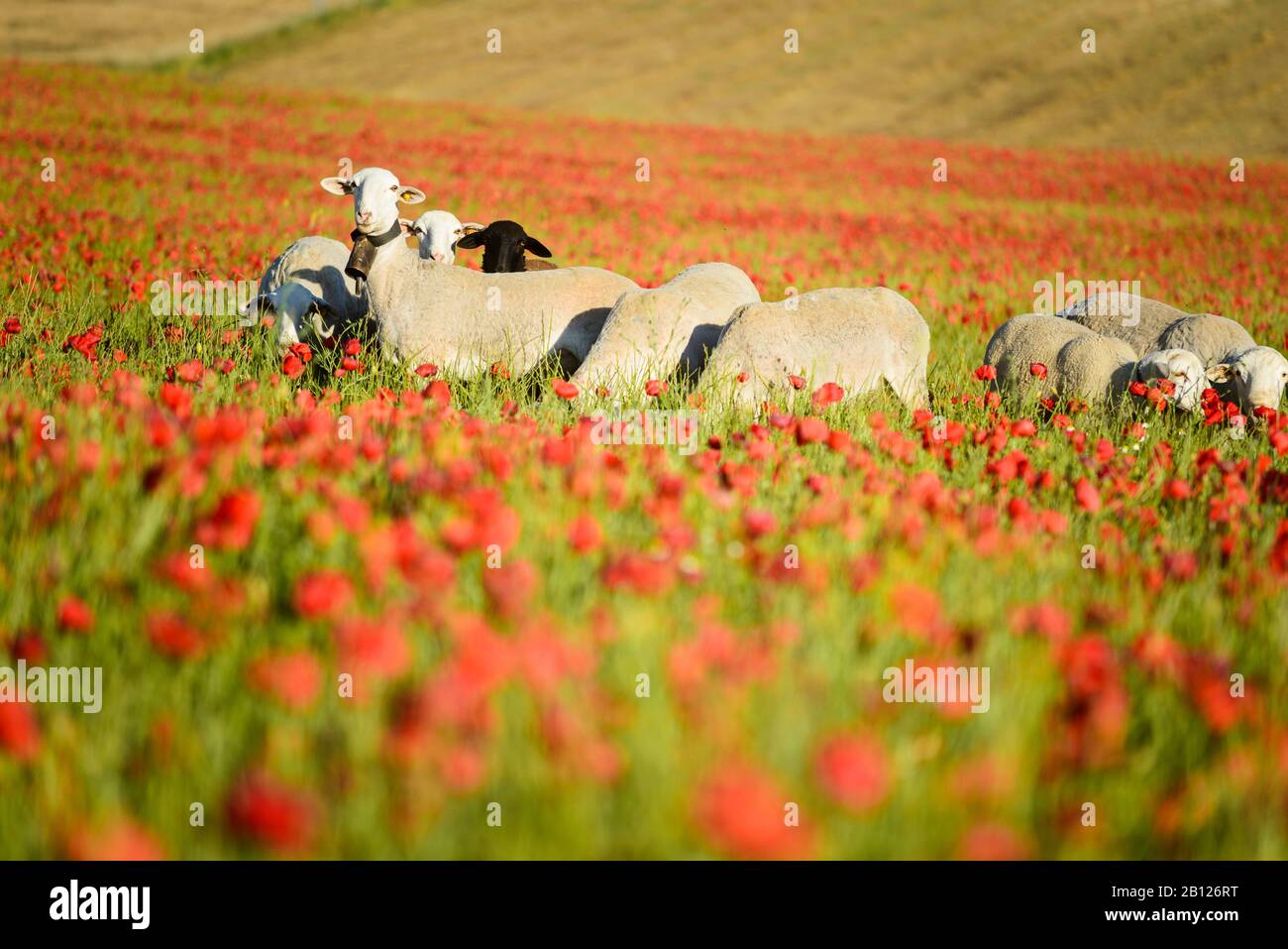 Campi di fiori e le pecore di rurale Andalusia, Spagna Foto Stock