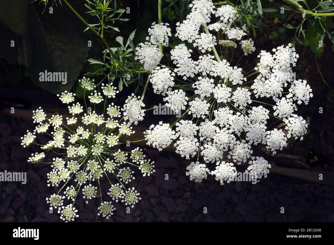 Ammi majus, Apiaceae, Bishop's Weed, falso merletto della regina Anna, Cresciuto da semi nei giardini britannici ogni anno per i suoi graziosi grappoli di fiori bianchi simili a merletti. Foto Stock