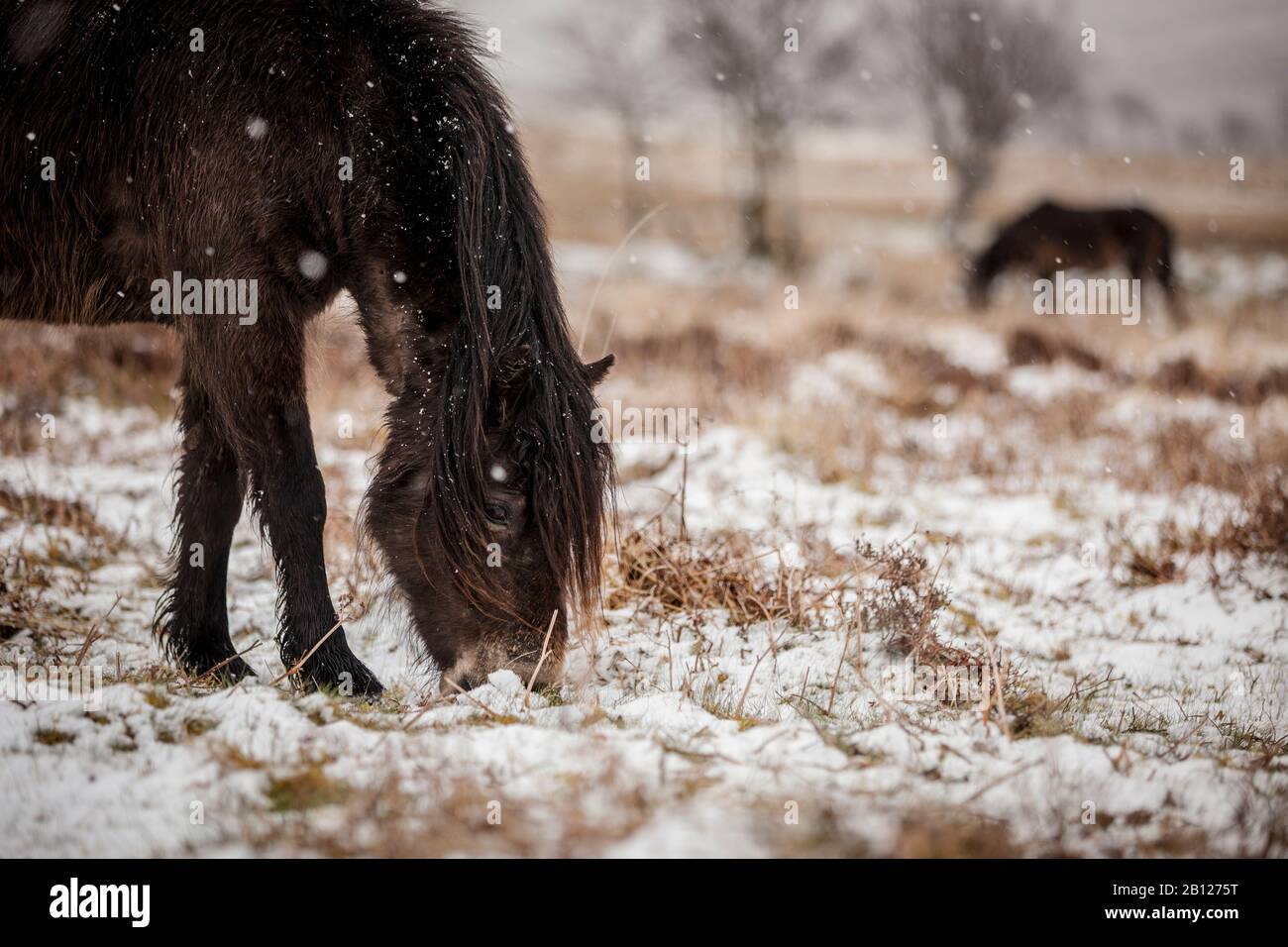 Pony Exmoor nella neve. Inghilterra Foto Stock