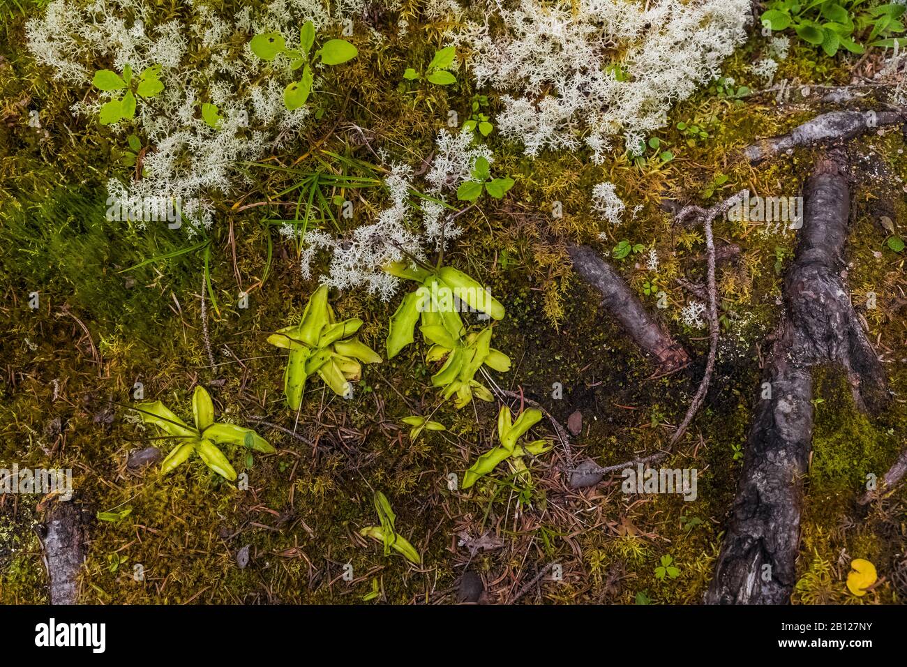 Comune Butterwort, Pinguicula vulgaris, una pianta carnivora lungo il Berg Lake Trail nel Mount Robson Provincial Park, British Columbia, Canada Foto Stock