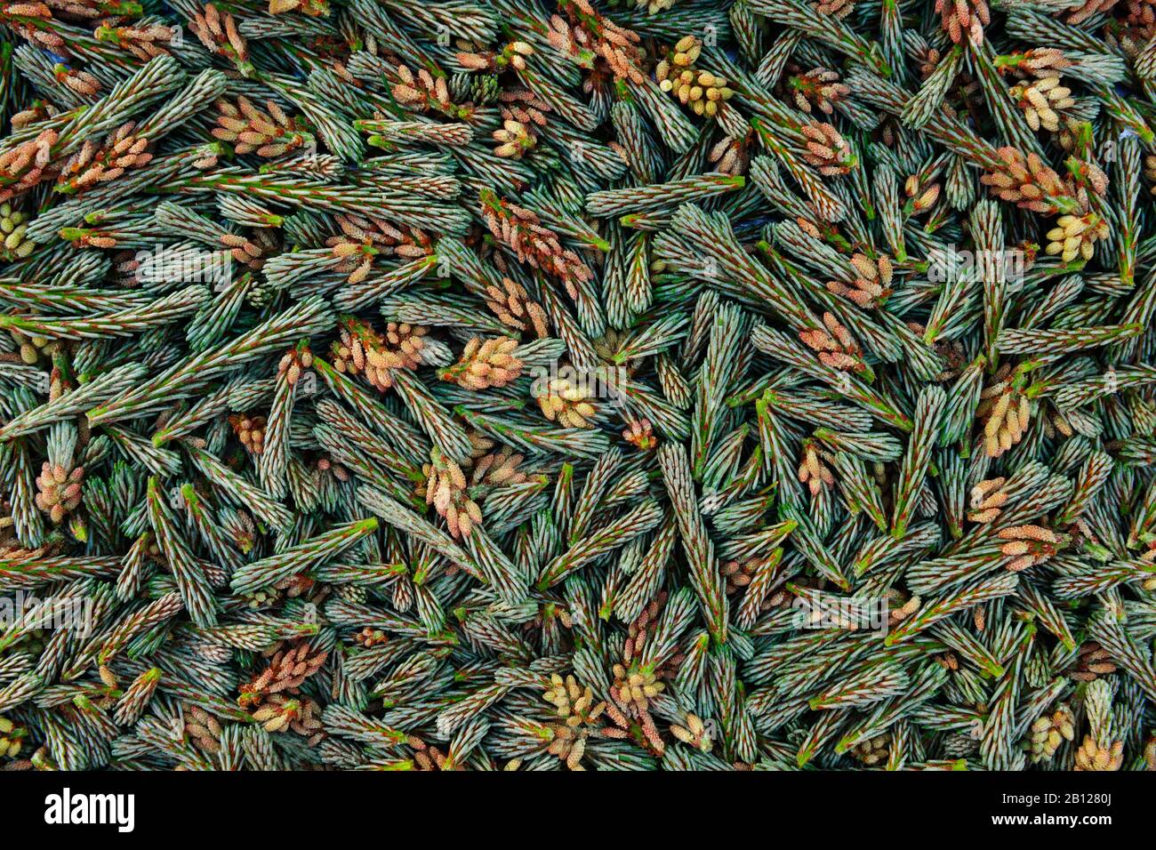 La crescita primaverile da un piccolo albero di pino in crescita rimosso come parte della potatura di nuvola biennale. Foto Stock