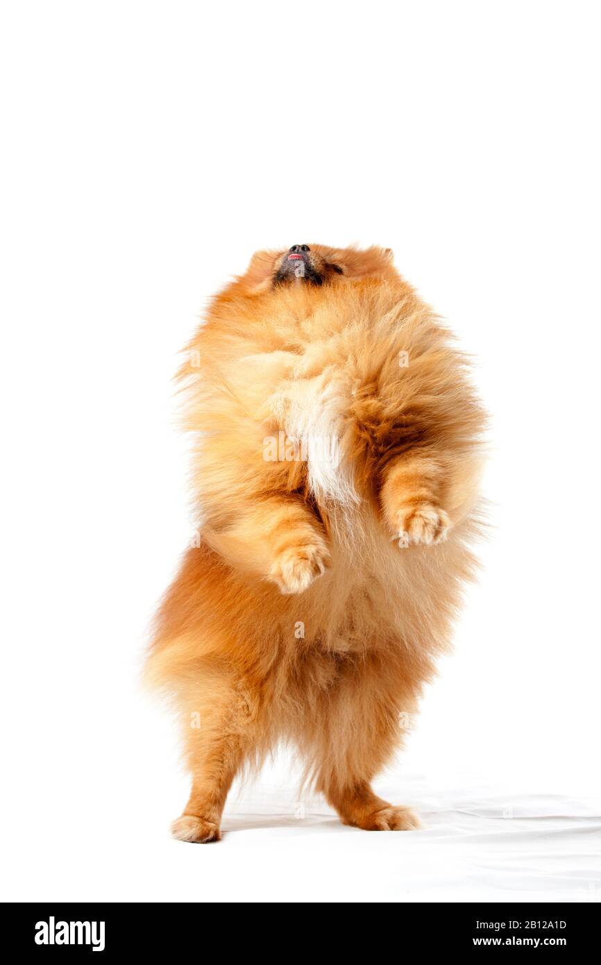Cute cane pomeranian camminare su due gambe su sfondo bianco Foto Stock