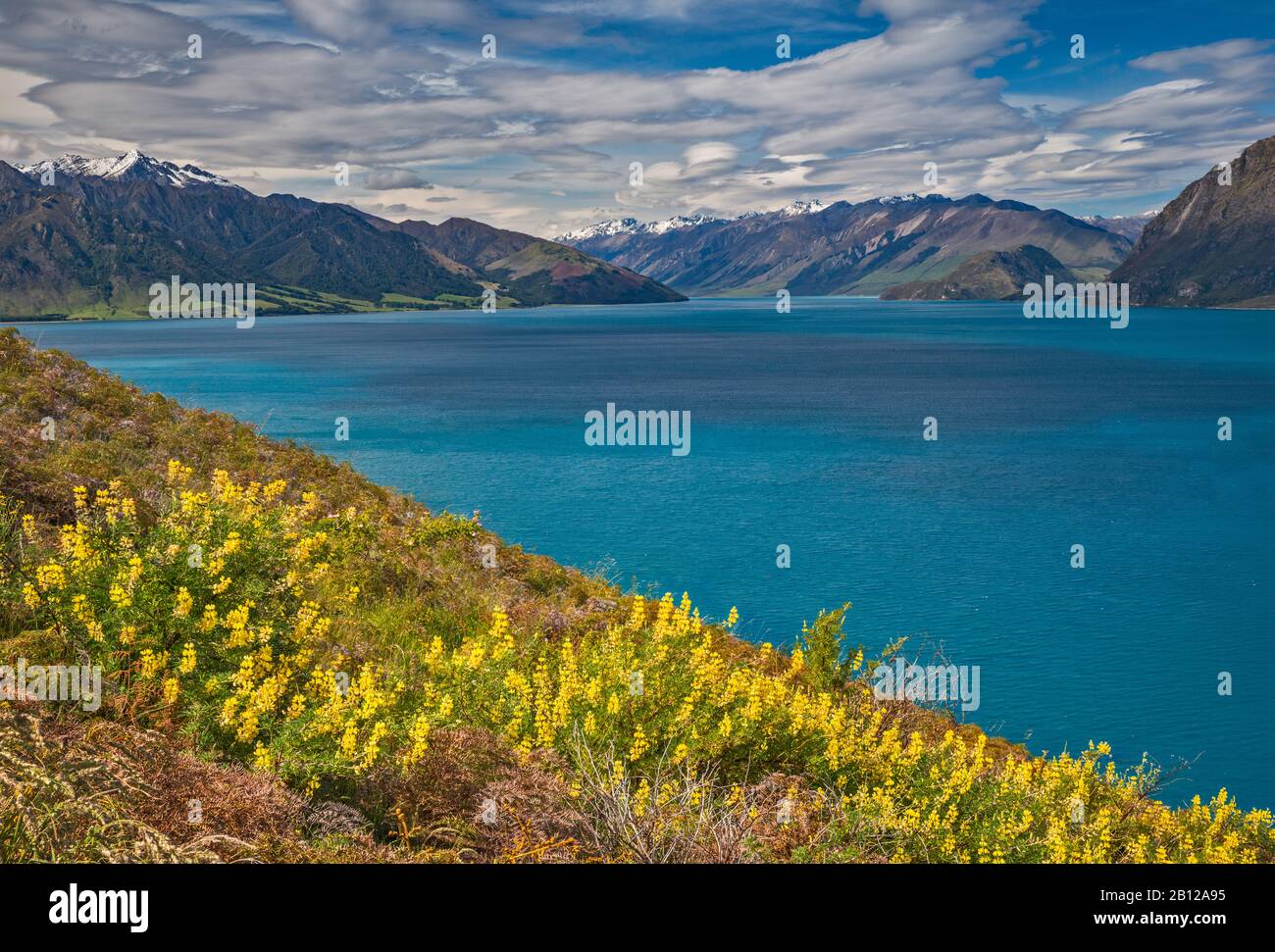 I Lupini Di Russell Fioriscono Sopra Il Lago Di Hawee, La Regione Di Otago, L'Isola Del Sud, La Nuova Zelanda Foto Stock