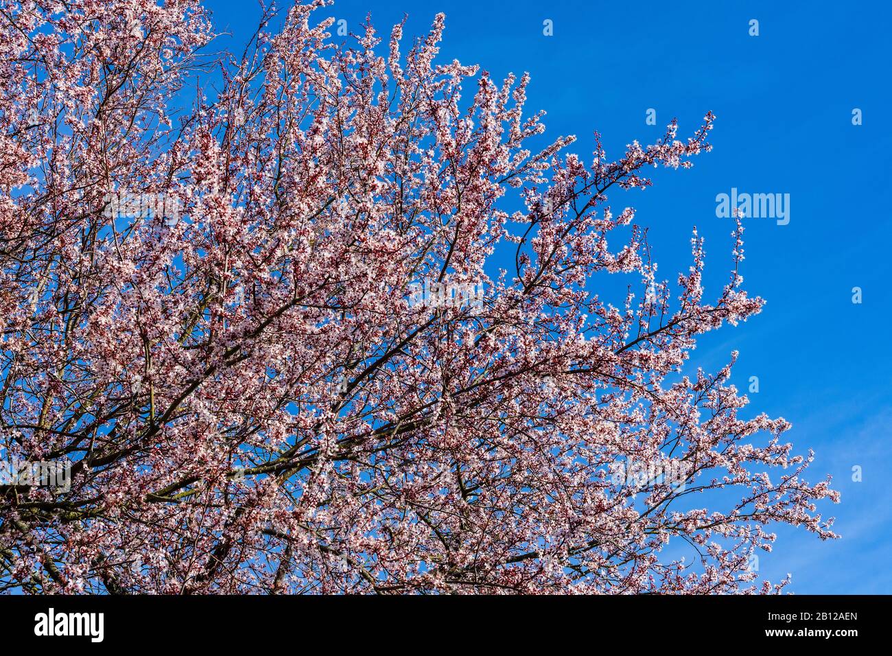 Fiore di ciliegio contro cielo blu chiaro - Touraine, Francia. Foto Stock