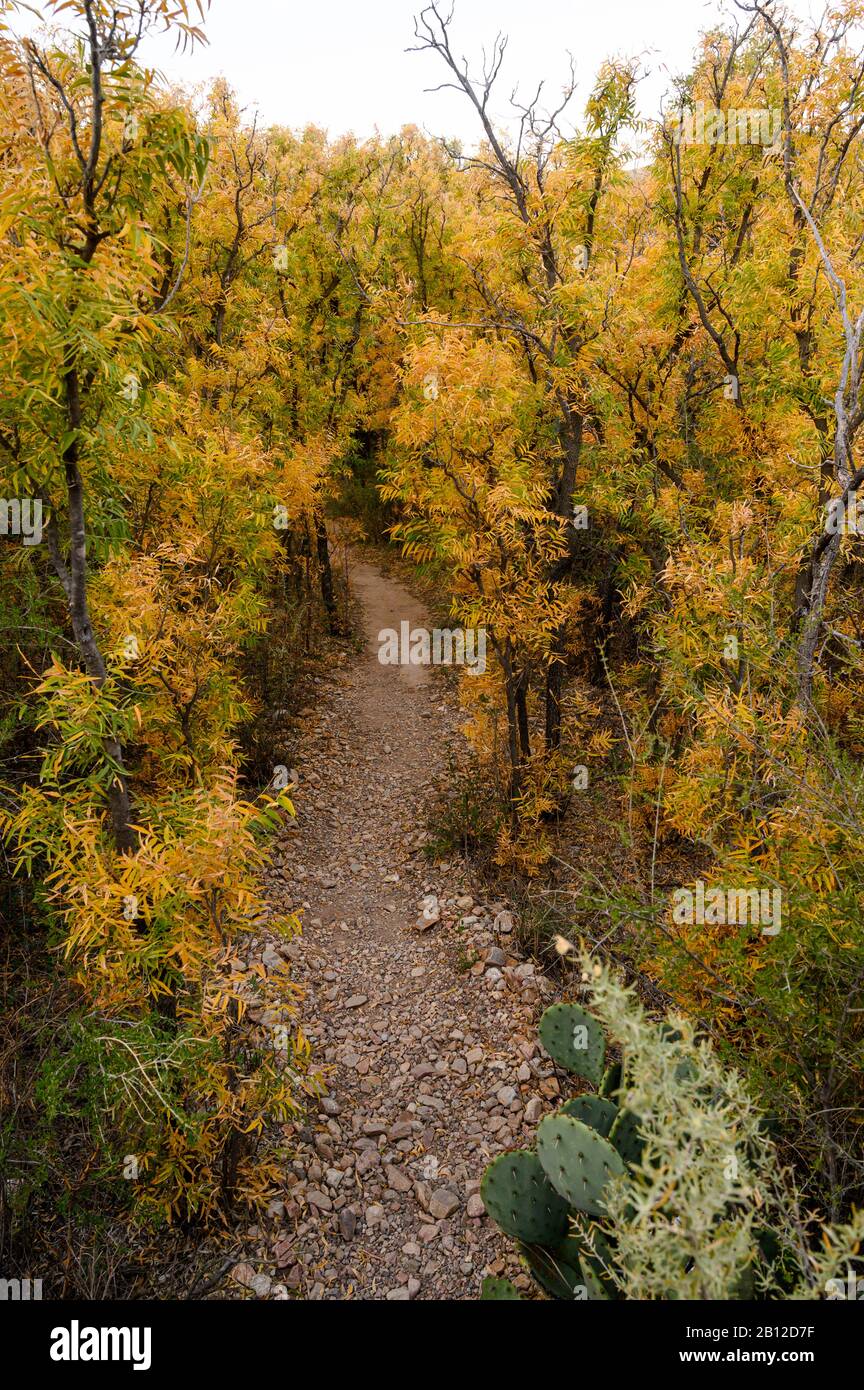 Colore autunnale lungo un percorso vicino al Sam Nail Ranch nel Big Bend National Park Foto Stock