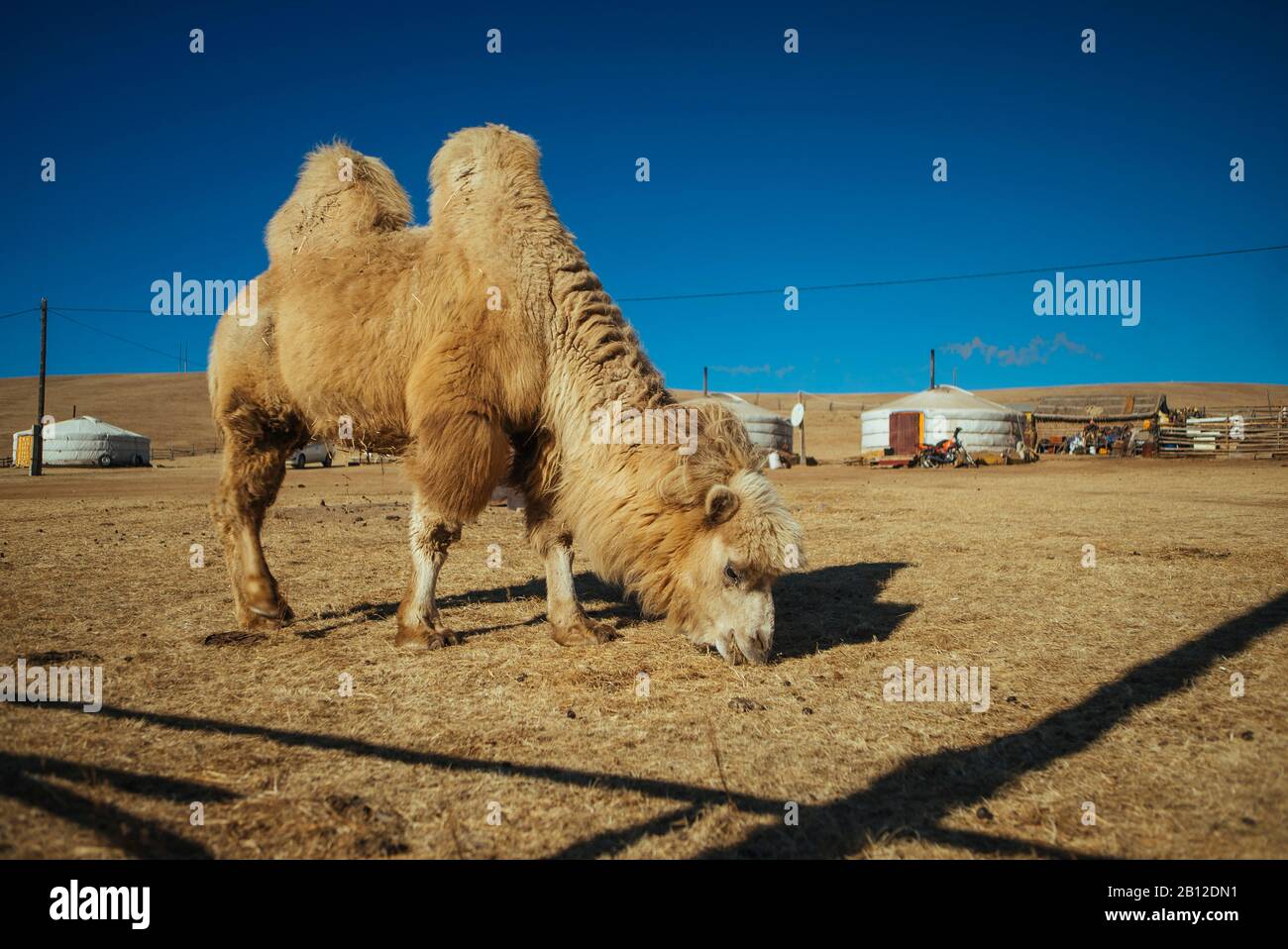 Il Cammello di fronte Yurt Camp, Mongolia Foto Stock