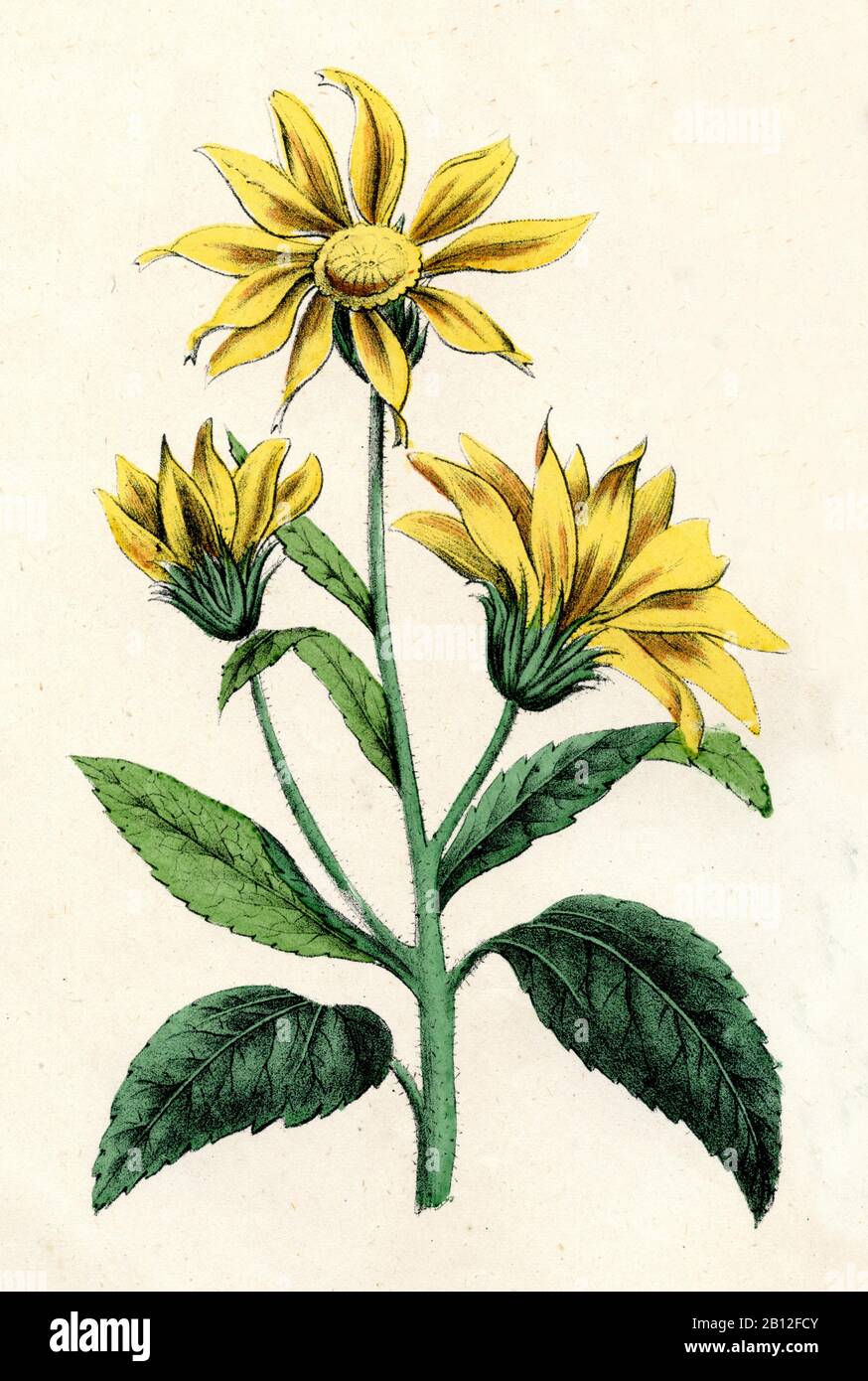 Topinambur, (libro di botanica, ) Foto Stock