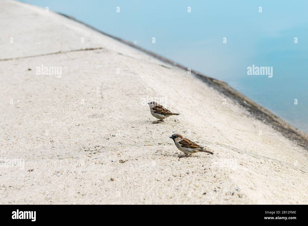 due passerate su asfalto lungo il lago in attesa di essere feweded Foto Stock