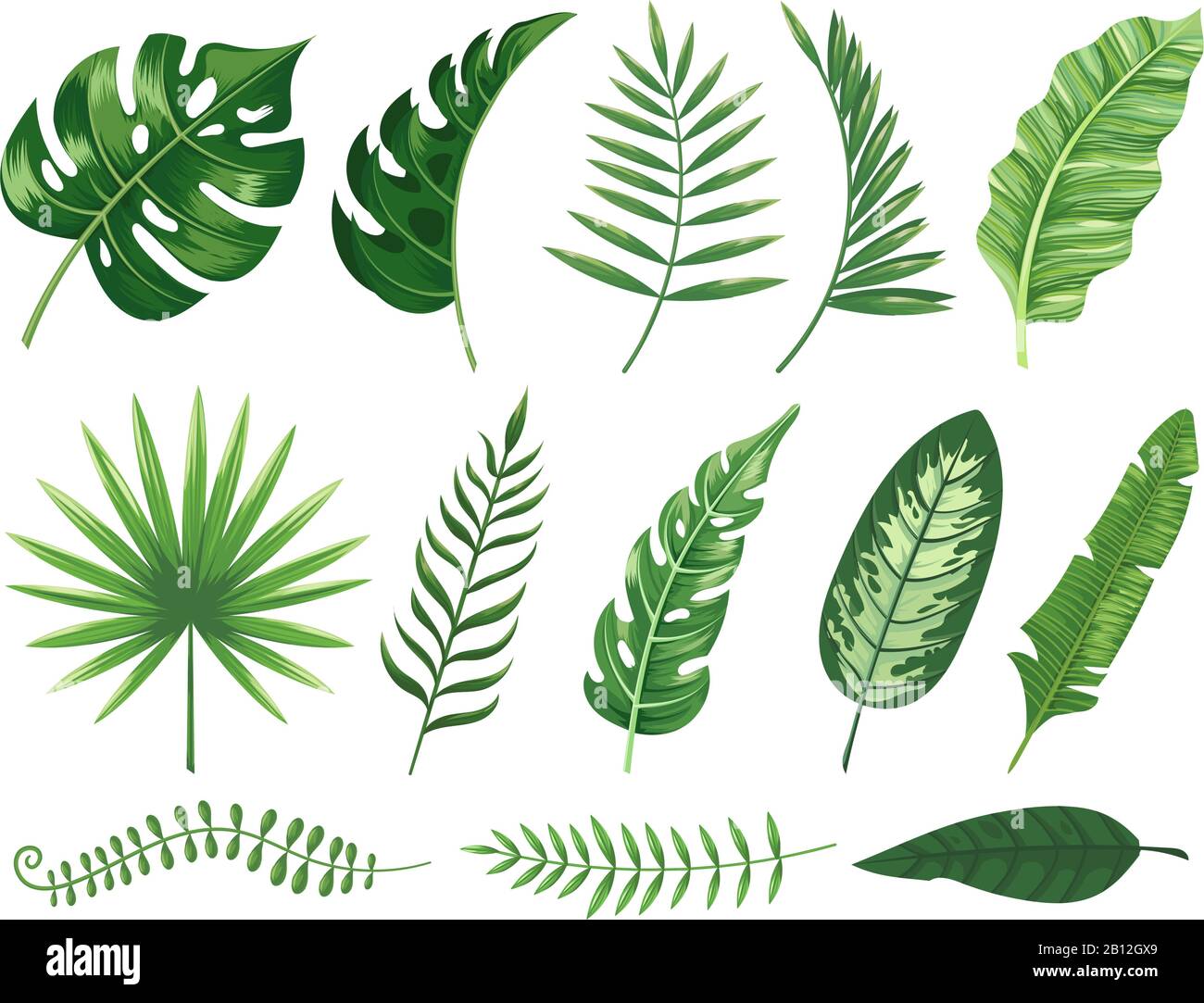 Foglie tropicali esotiche. Monstera pianta foglia, piante di banana e tropichi verde palma foglie isolate vettore illustrazione set Illustrazione Vettoriale