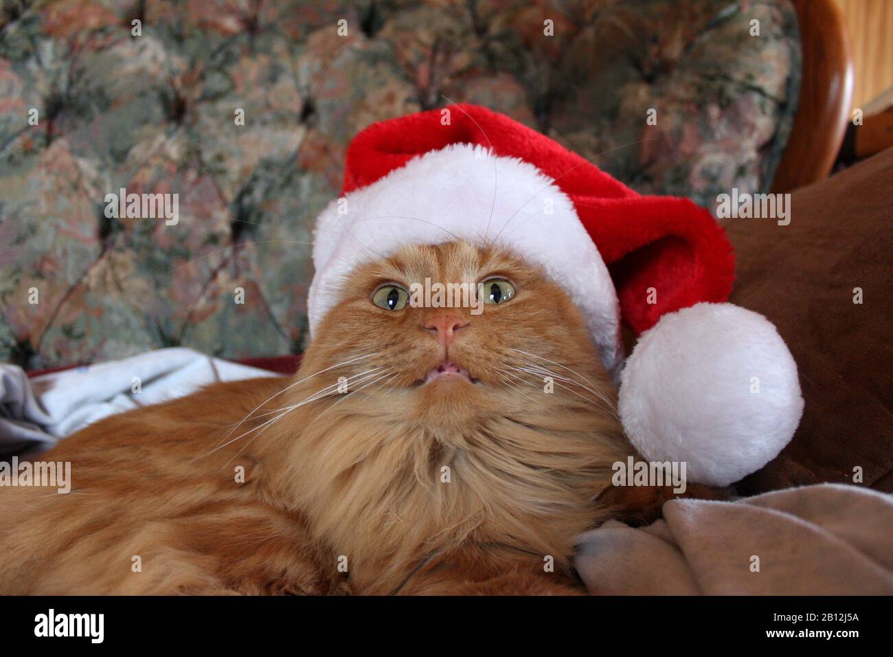 Un gatto pazzo In un cappello di Santa Foto Stock