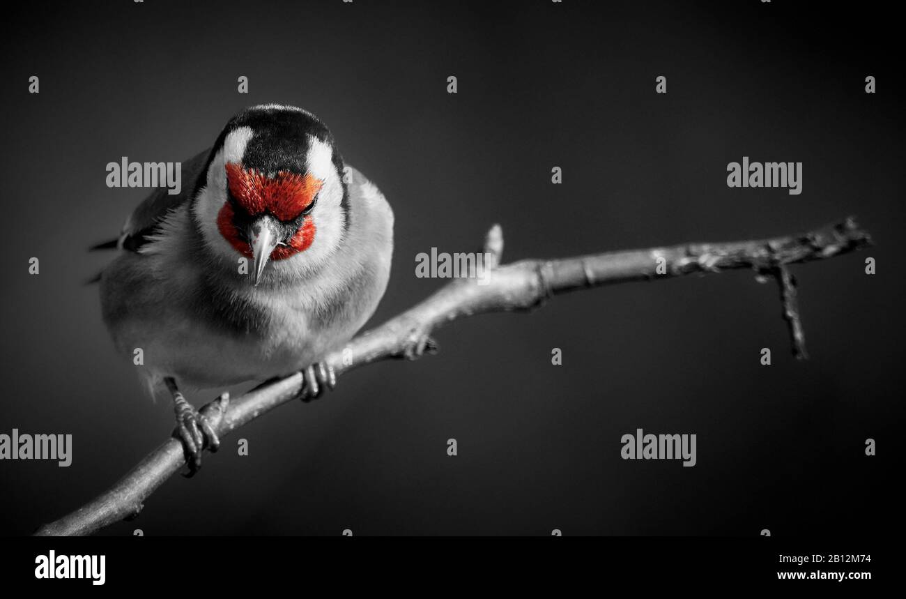 Il briciolo selvatico (Carduelis carduelis) arroccato sul ramoscello. Colore rosso selettivo e isolato su sfondo nero Foto Stock