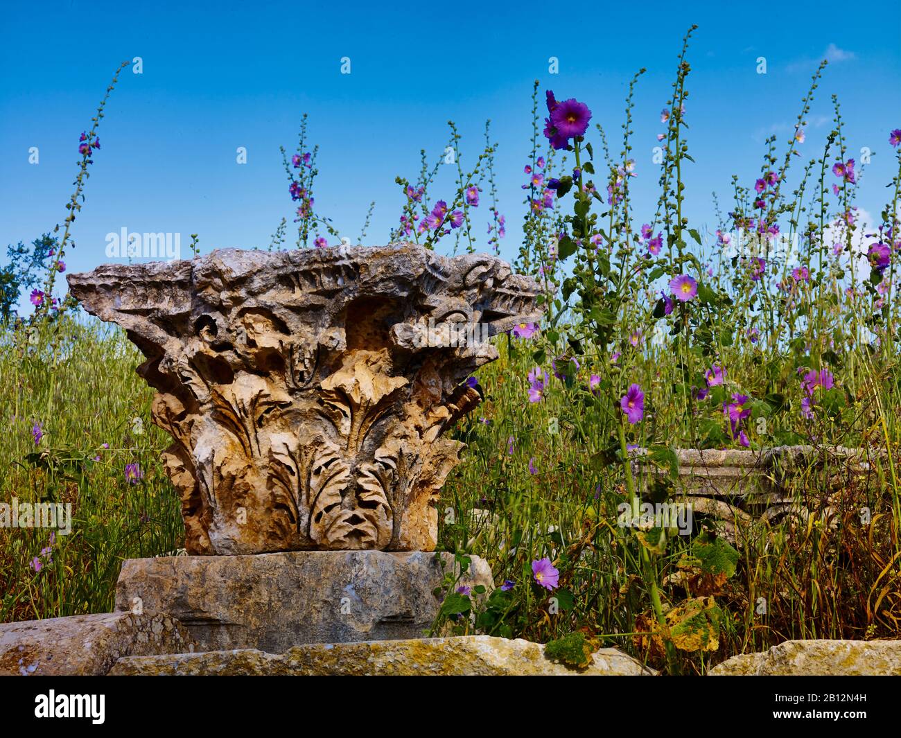 Capitale con famiglia mallow in Gerasa antico o Gerash, Giordania, Asia occidentale Foto Stock
