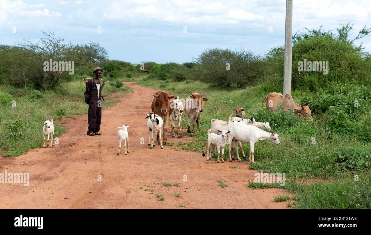 Coltivatore keniota che alimenta la sua piccola mandria di bovini e capre sulla strada vicino al villaggio di Mwakoma nel Kenya meridionale Foto Stock
