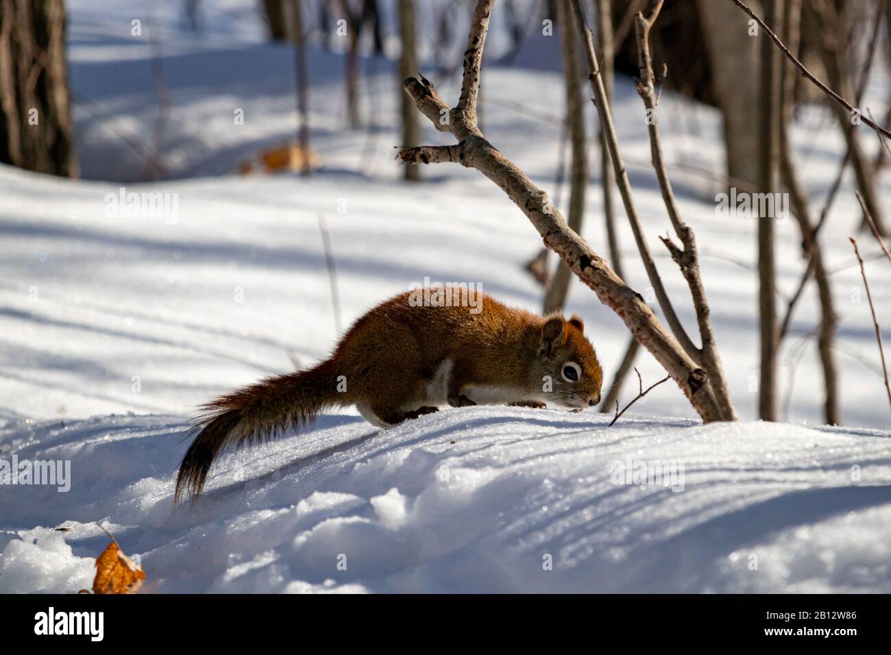 Uno scoiattolo rosso americano in una foresta canadese sta ispezionando il terreno innevato, cercando semi lungo un sentiero natura che gli escursionisti hanno lasciato dietro. Foto Stock