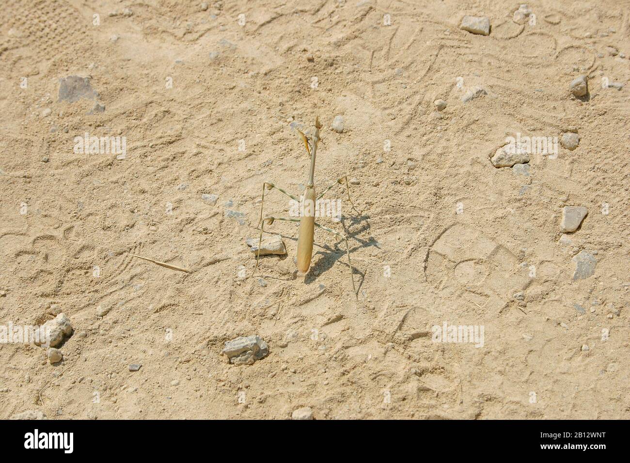 Insetto solitario bastone, phasmatodea, nel deserto in Namibia Foto Stock