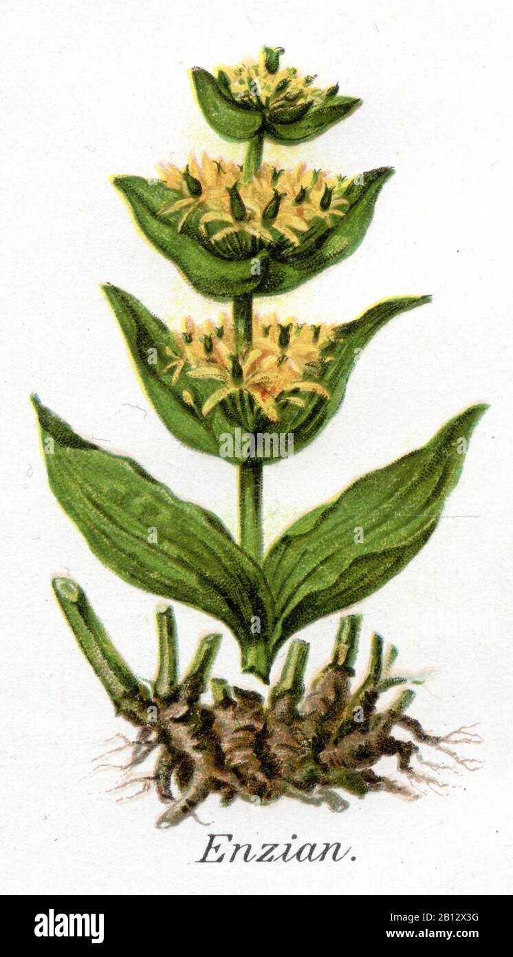 Genziana gialla, gentile lutea, Gelber Enzian, genziana jaune, (libro di salute, 1911) Foto Stock