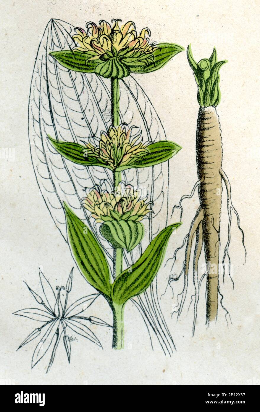 Genziana gialla, gentile lutea, Gelber Enzian, genziane jaune, (libro di botanica, ) Foto Stock