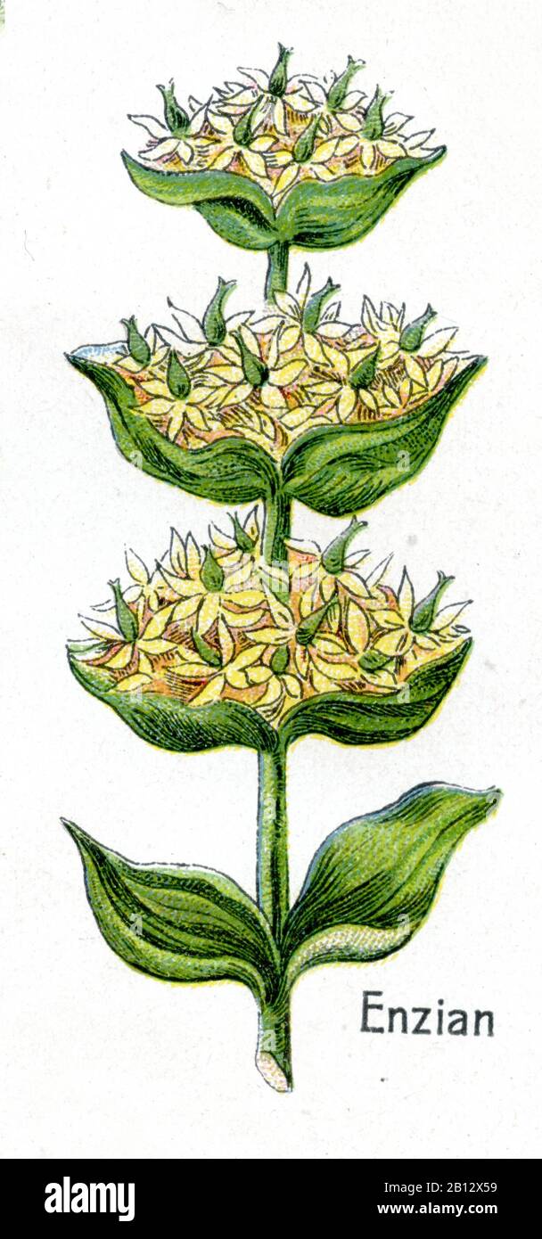 Genziana gialla, gentile lutea, Gelber Enzian, genziana jaune, (libro di botanica, 1908) Foto Stock